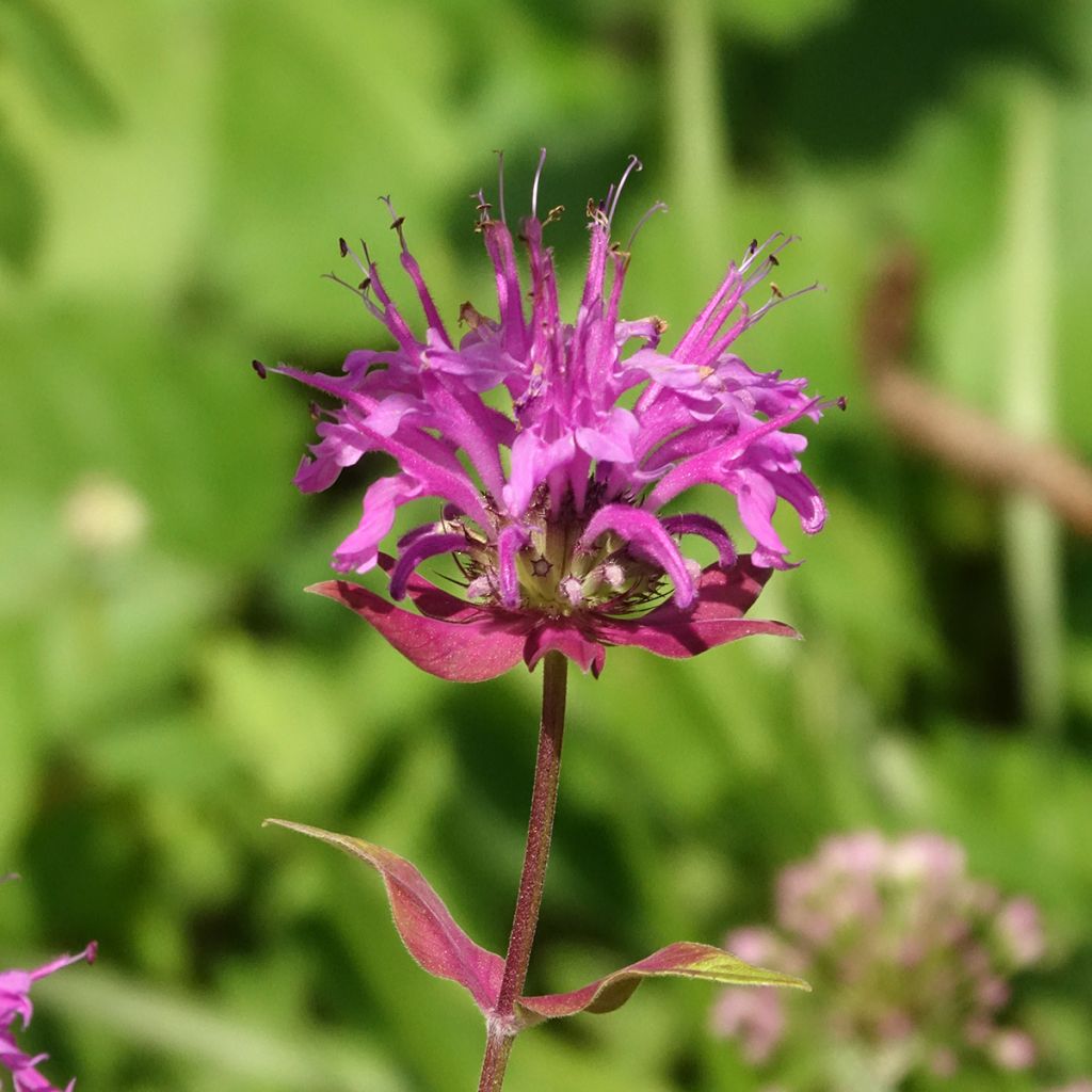 Monarda fistulosa subsp. menthifolia