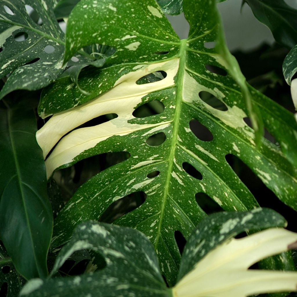 Monstera deliciosa Thai Constellation
