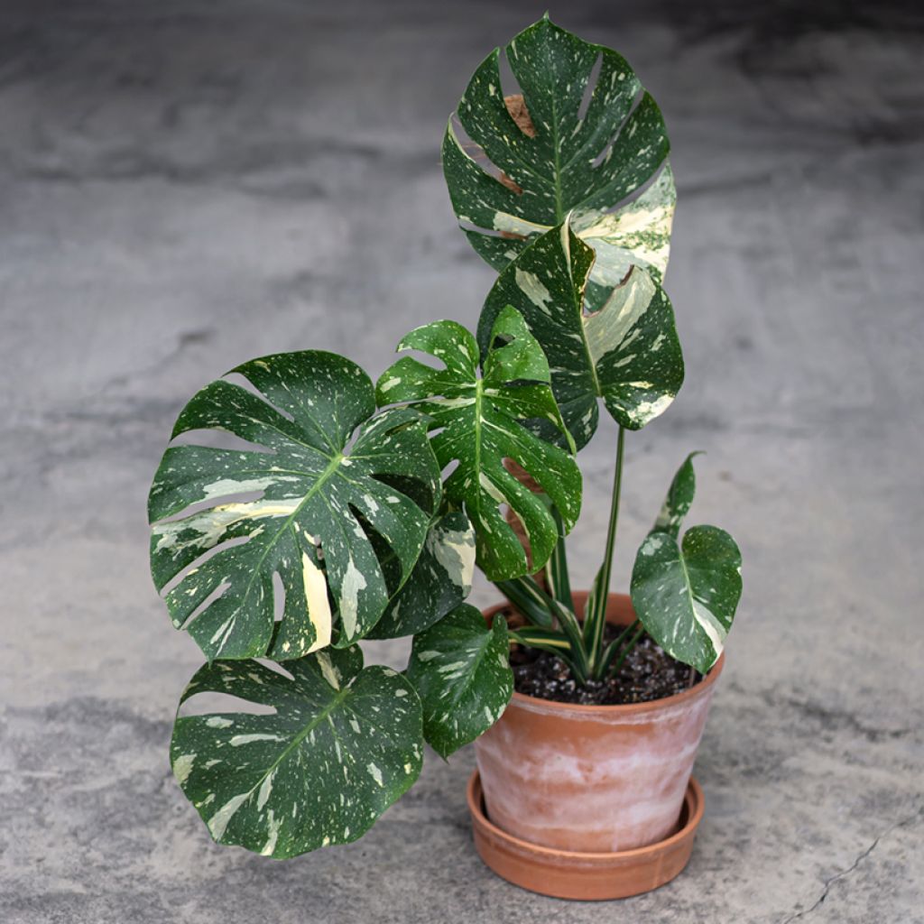 Monstera deliciosa Thai Constellation