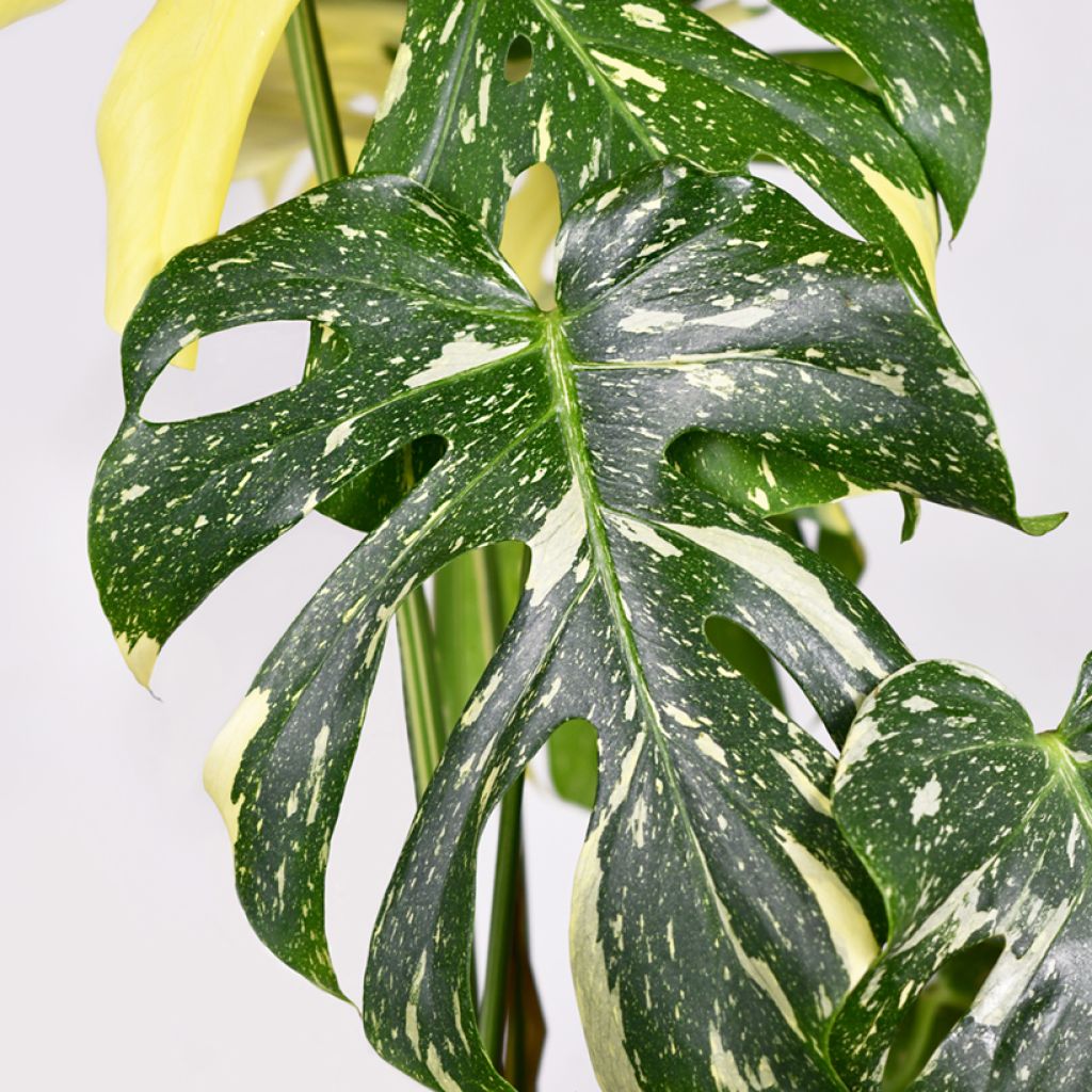 Monstera deliciosa Thai Constellation