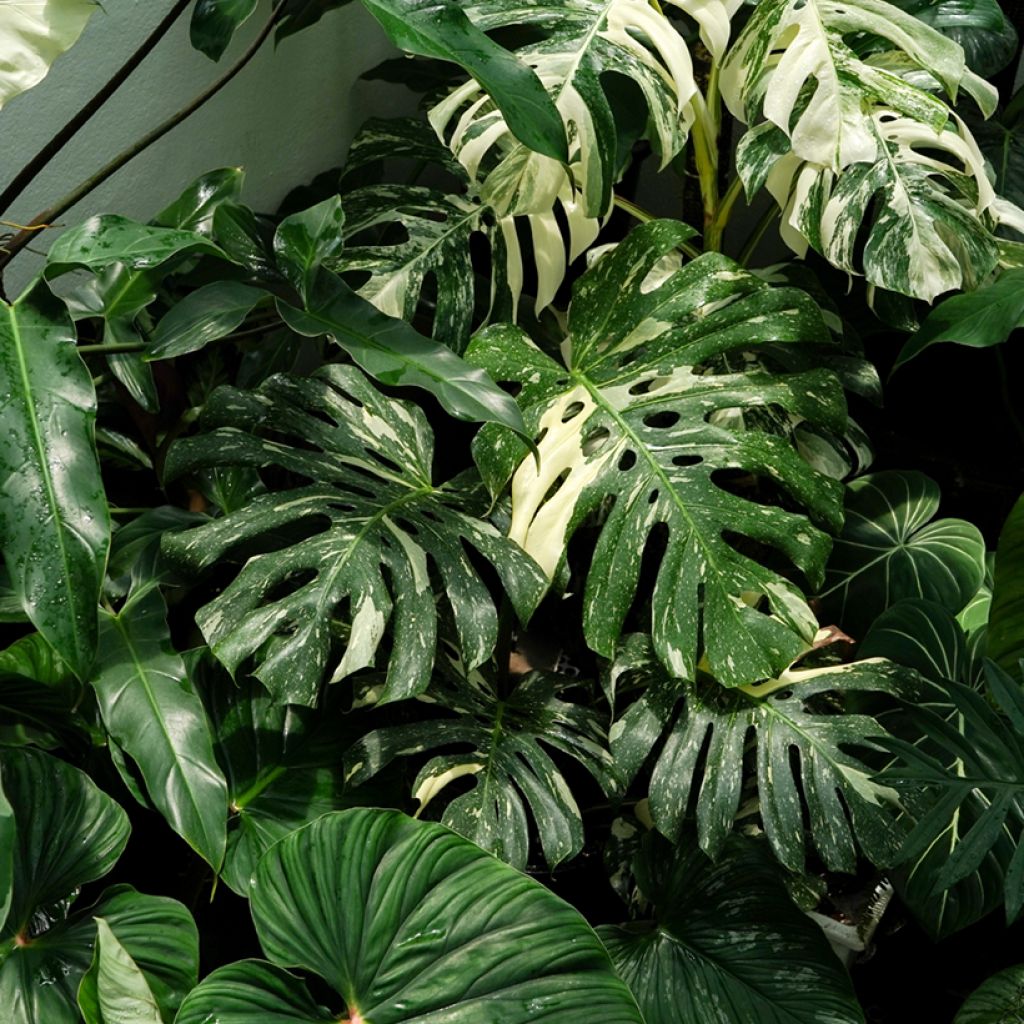 Monstera deliciosa Thai Constellation