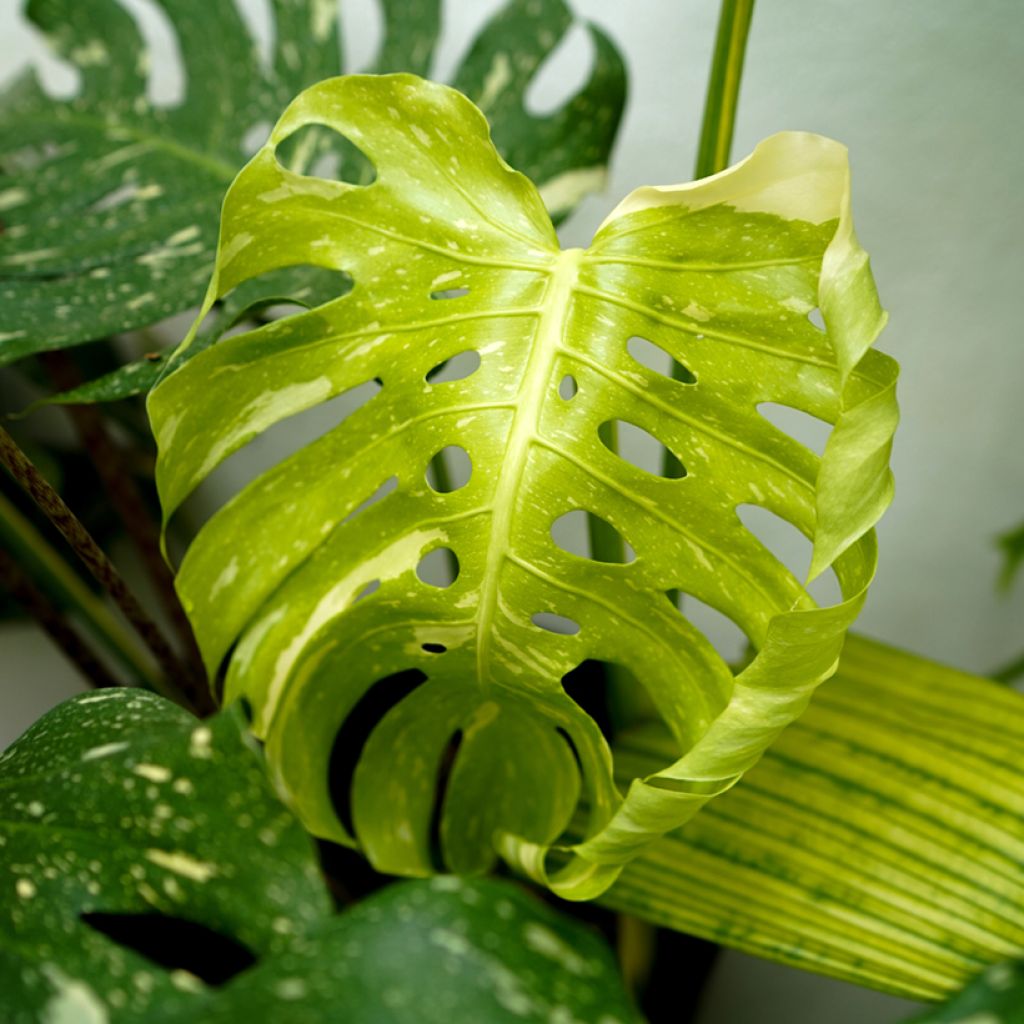 Monstera deliciosa Thai Constellation