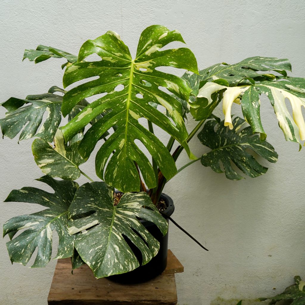 Monstera deliciosa Thai Constellation