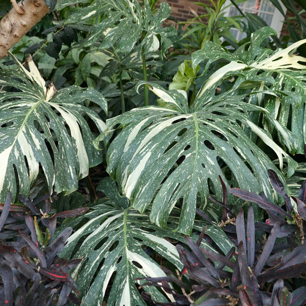 Monstera deliciosa Thai Constellation