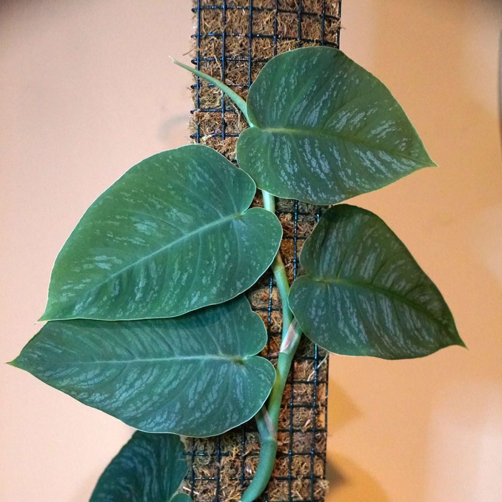 Monstera dubia