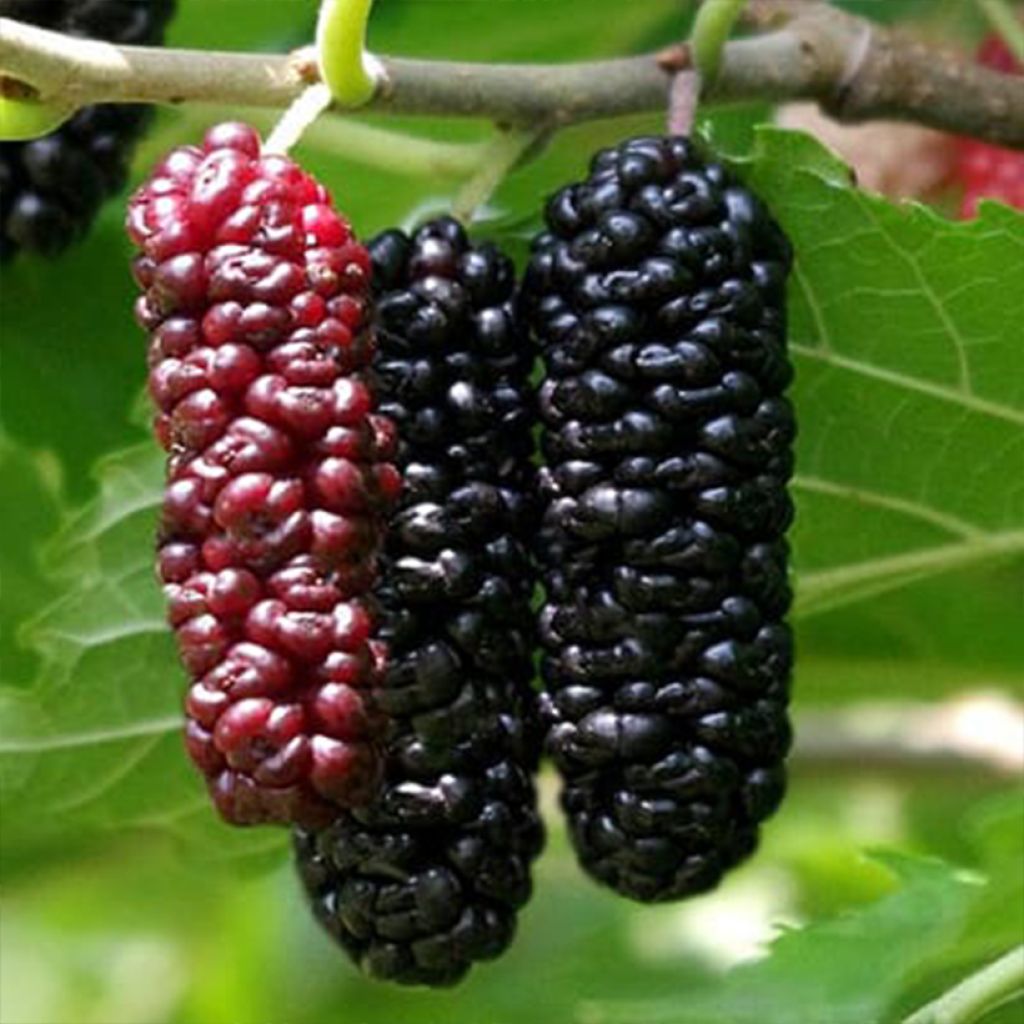 Amoreira Illinois Everbearing - Morus rubra x alba