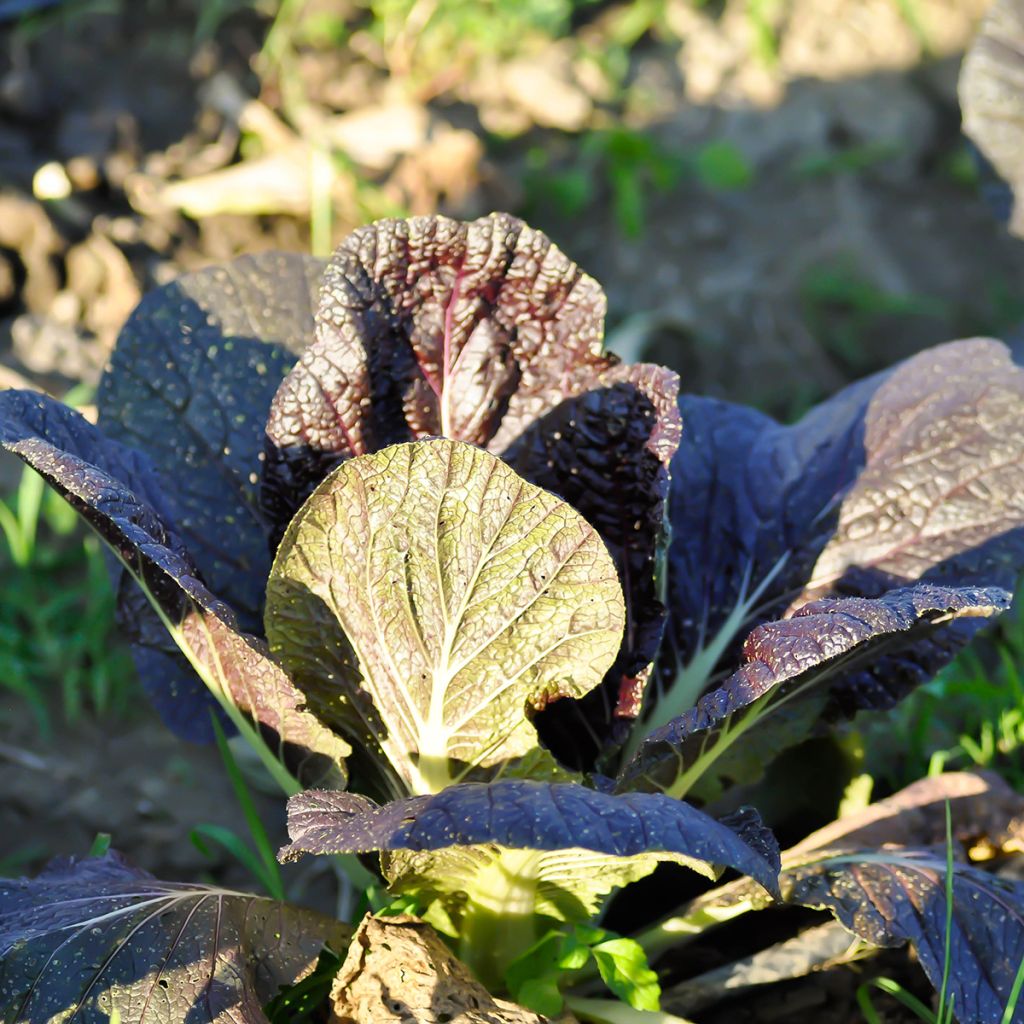 Mostarda Red Giant - Ferme de Sainte Marthe Bio