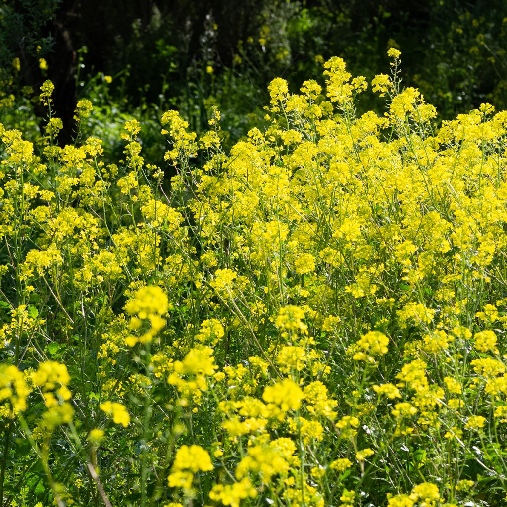 Mostarda Branca - Adubo Verde
