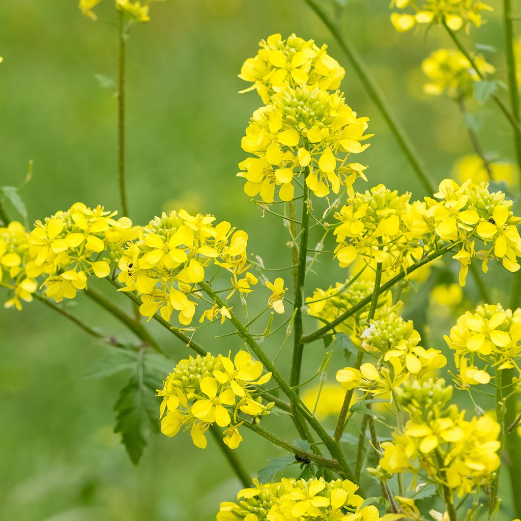 Mostarda Branca - Adubo Verde