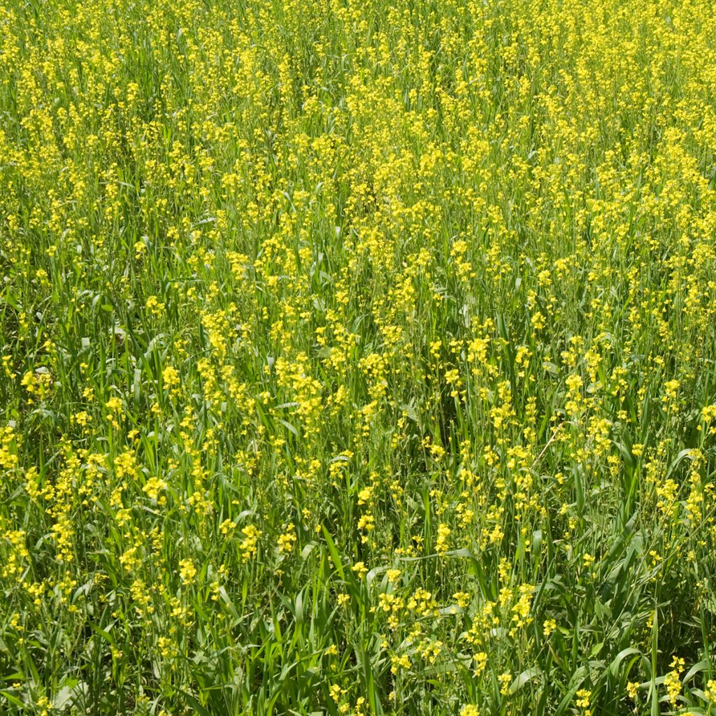 Mostarda branca biológico - Adubo verde