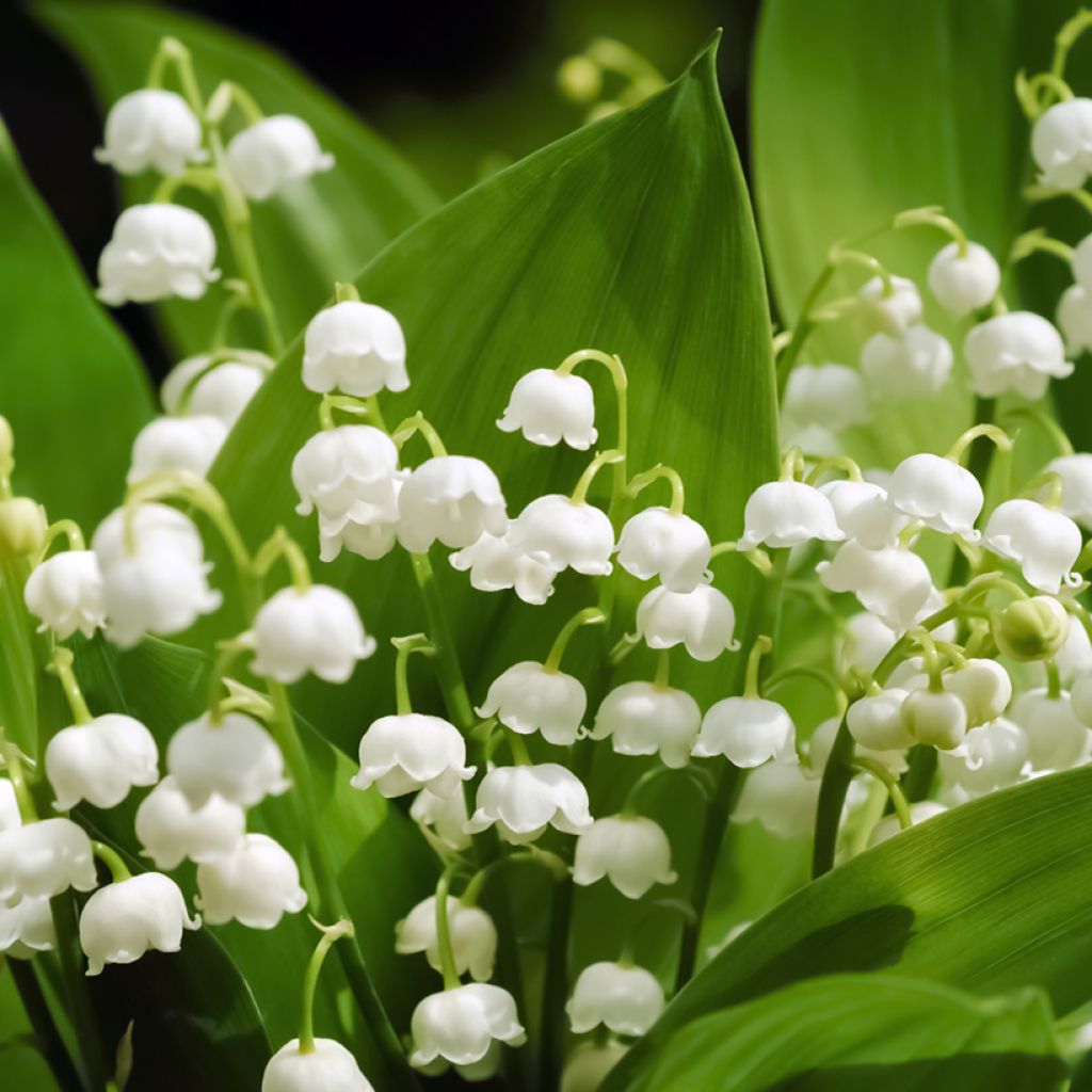 Convallaria majalis Branco