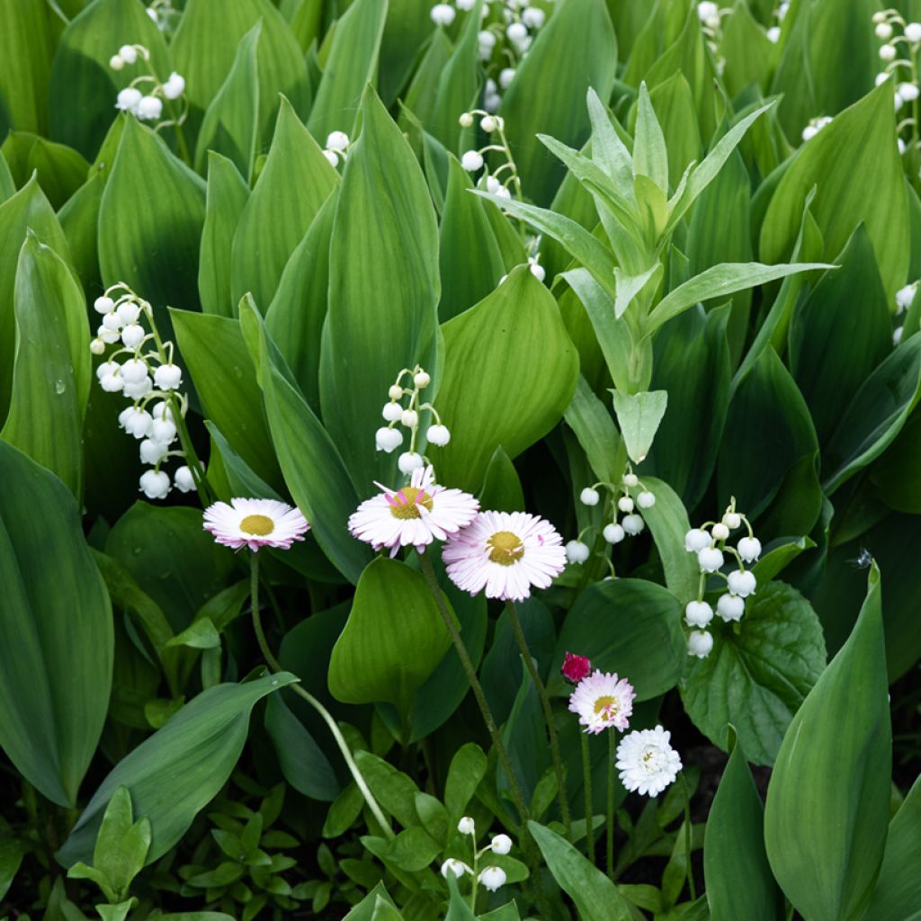 Convallaria majalis Branco
