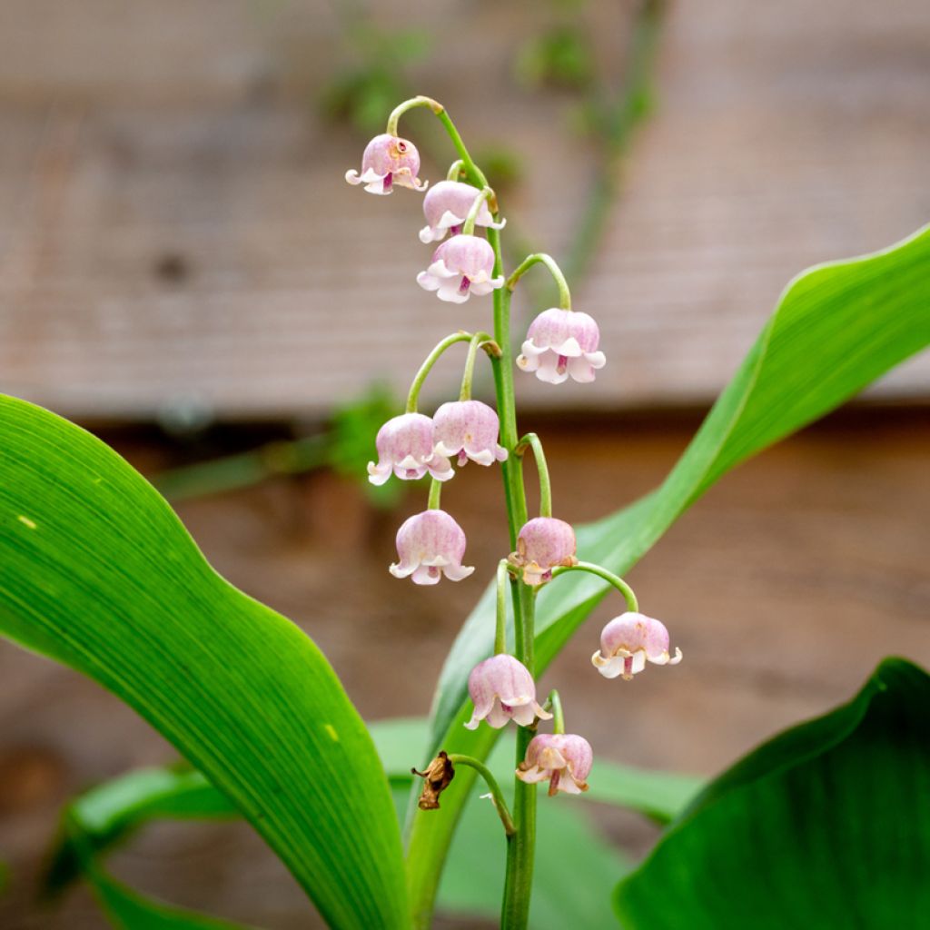 Lírio-do-vale Rosea - Convallaria majalis