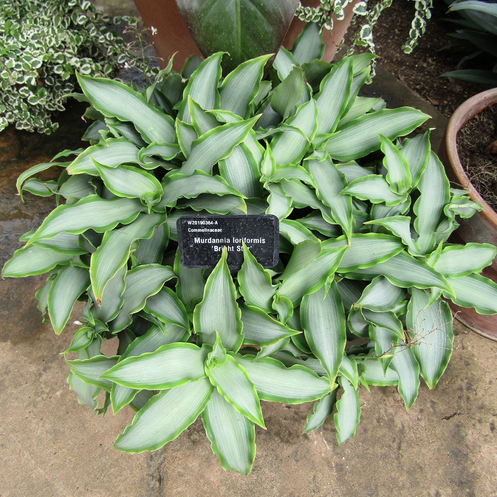 Murdannia loriformis Bright Star