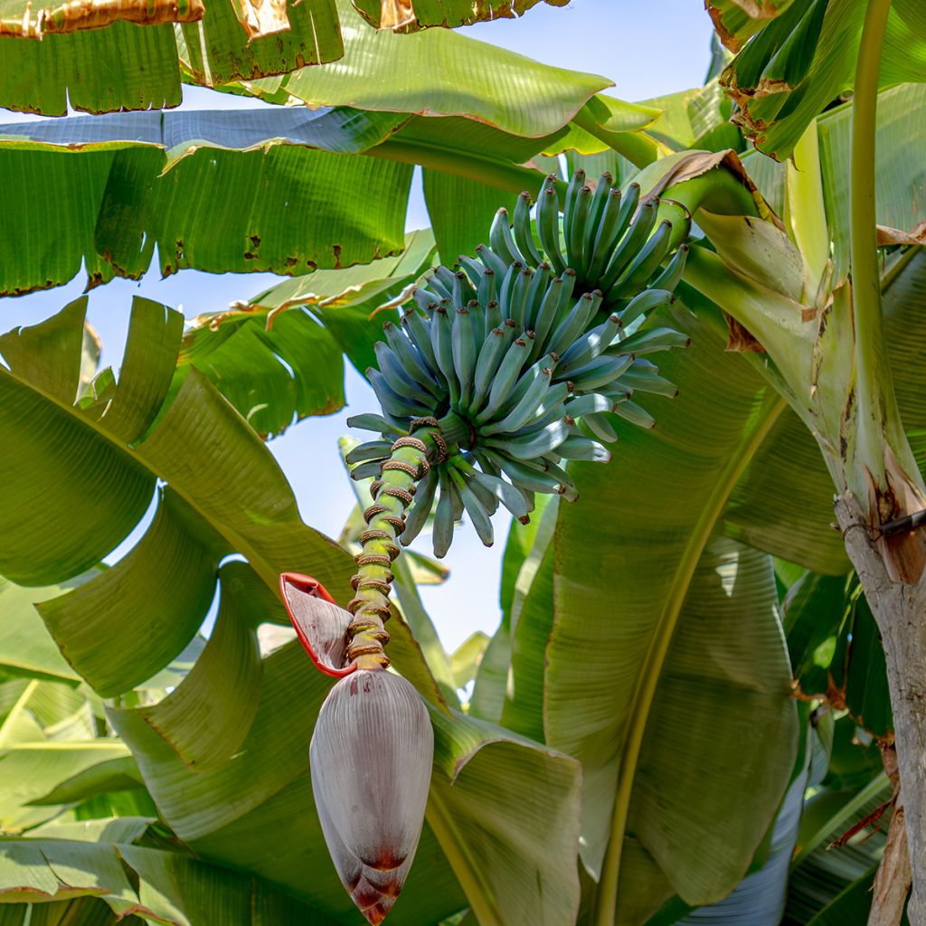 Bananeira Ice Cream - Musa acuminata × balbisiana
