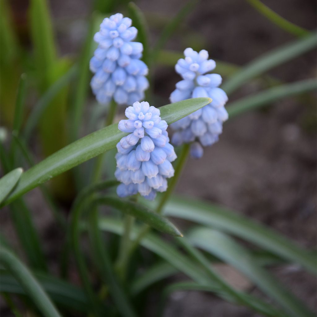 Jacinto-dos-campos Babys Breath - Muscari neglectum