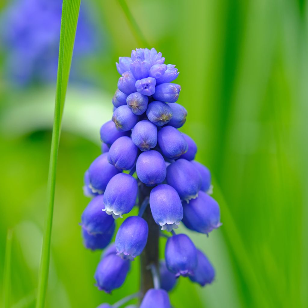 Jacinto-uva Christmas Pearl - Muscari armeniacum