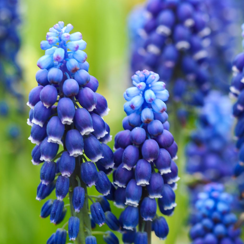 Uva-de-jacinto Joyce Spirit - Muscari