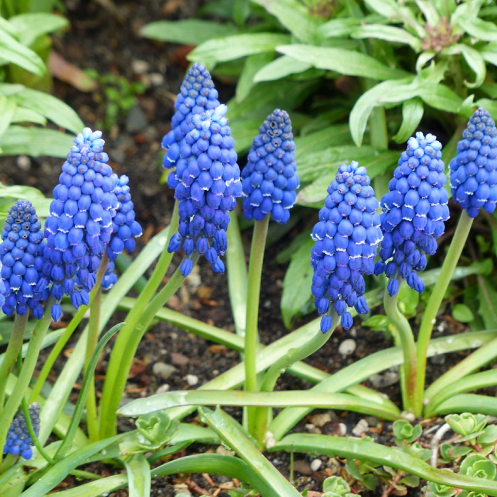 Uva-de-jacinto Lindsay - Muscari