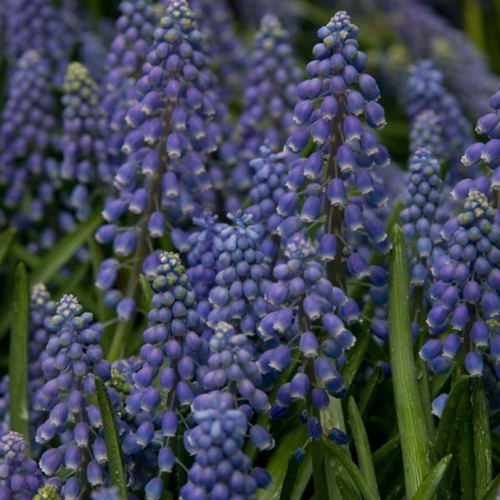 Jacinto-uva - Muscari armeniacum