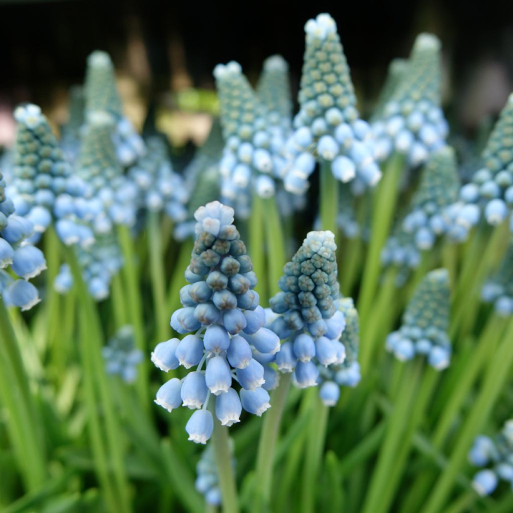 Jacinto-uva Aqua Magic - Muscari armeniacum