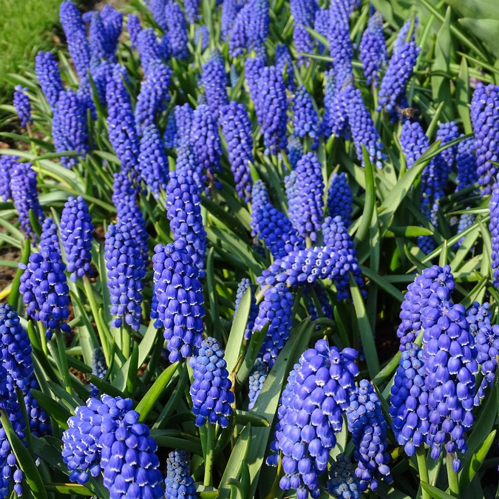 Jacinto-uva - Muscari armeniacum
