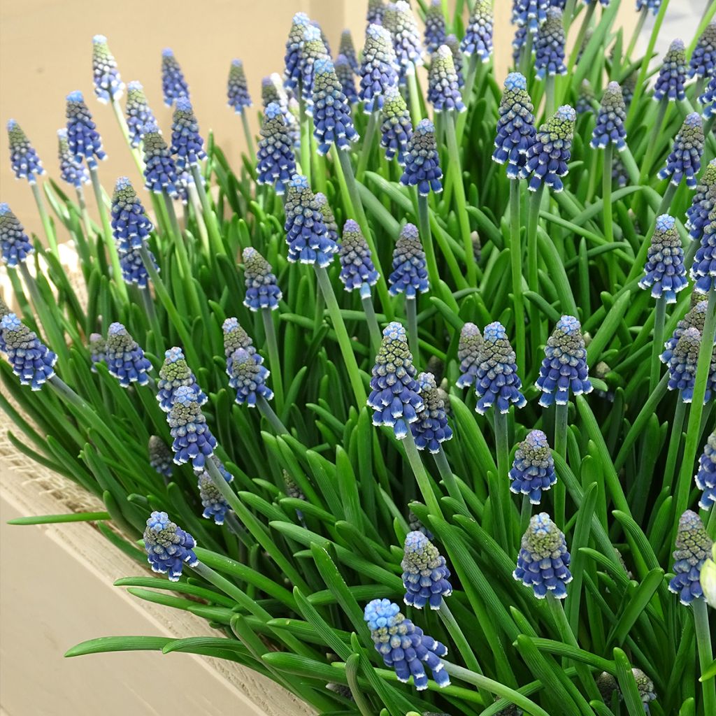 Jacinto-uva - Muscari armeniacum