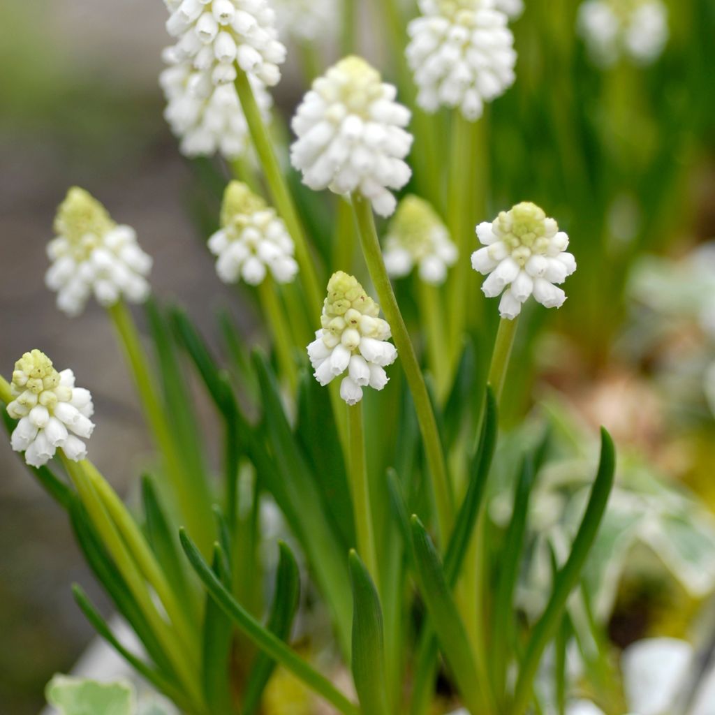 Jacinto-uva Album - Muscari botryoides