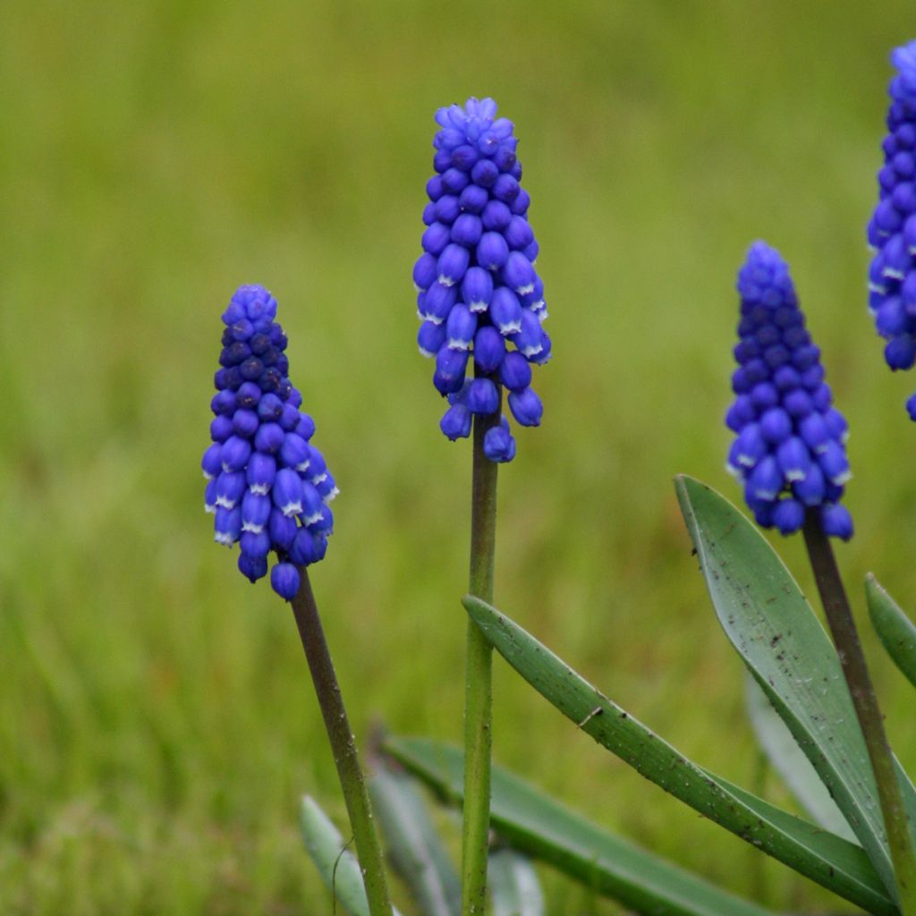 Jacinto-uva Superstar - Muscari botryoides