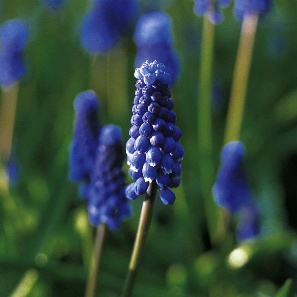 Jacinto-uva Superstar - Muscari botryoides