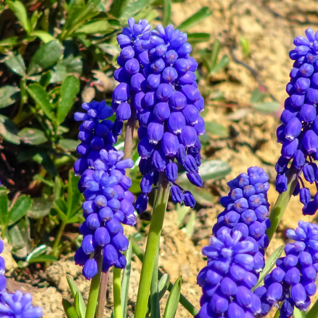 Jacinto-uva - Muscari botryoides