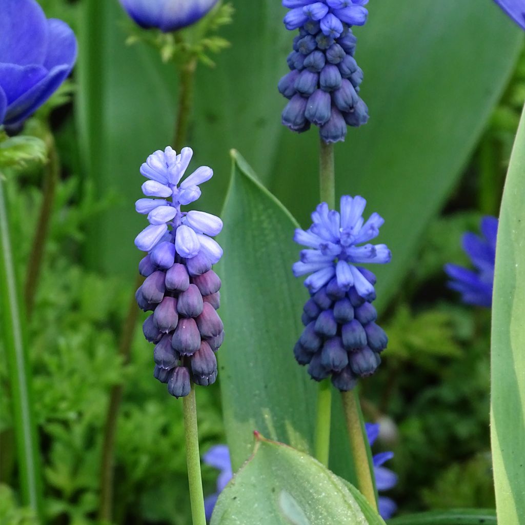 Jacinto-uva - Muscari latifolium