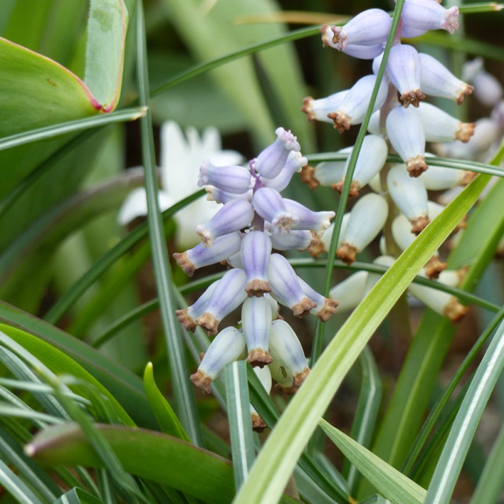 Jacinto-uva - Muscari racemosum