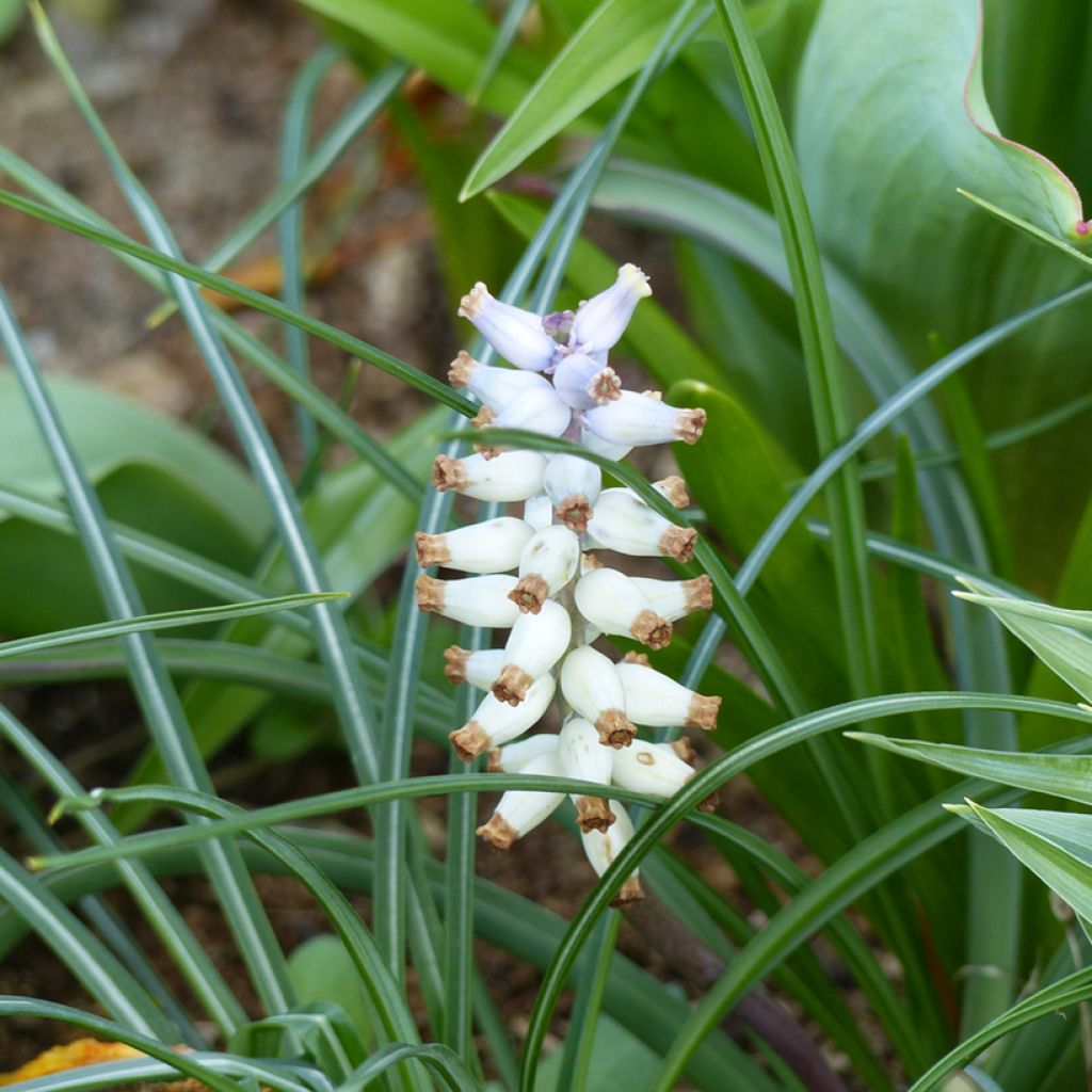 Jacinto-uva - Muscari racemosum