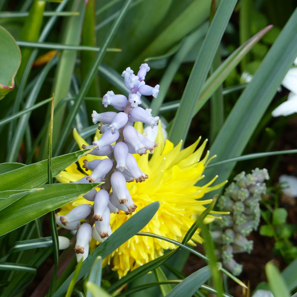 Jacinto-uva - Muscari racemosum