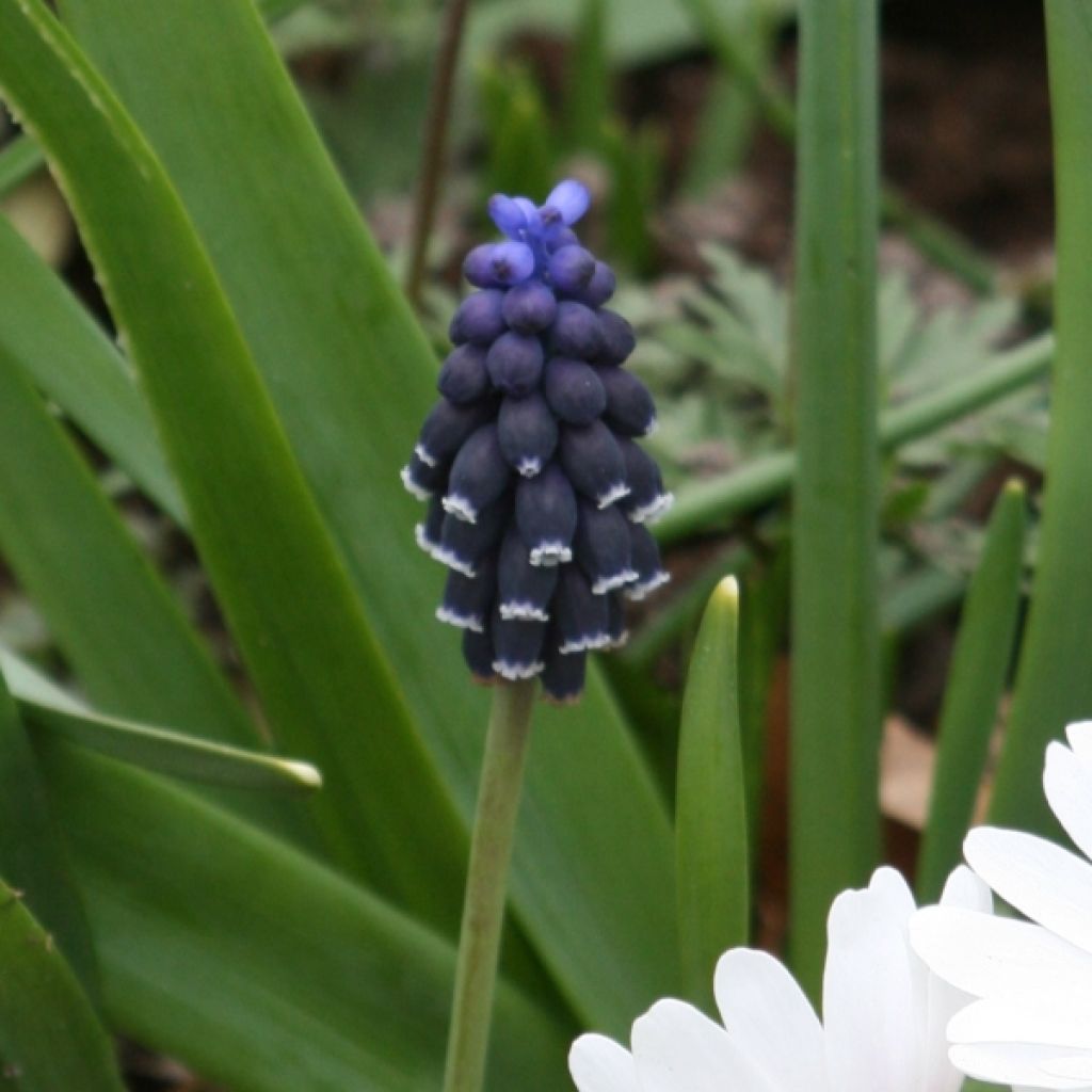 Jacinto-dos-campos - Muscari neglectum