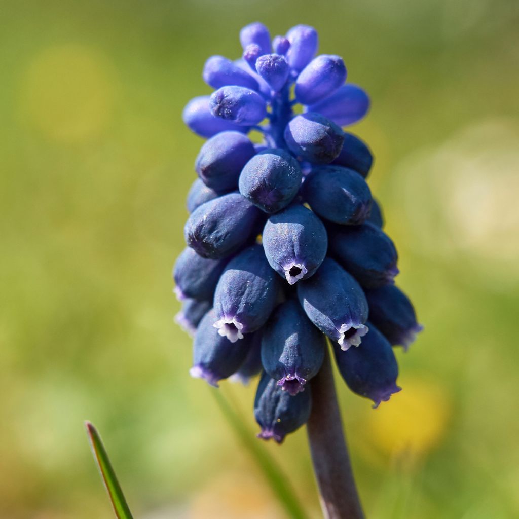Jacinto-dos-campos - Muscari neglectum