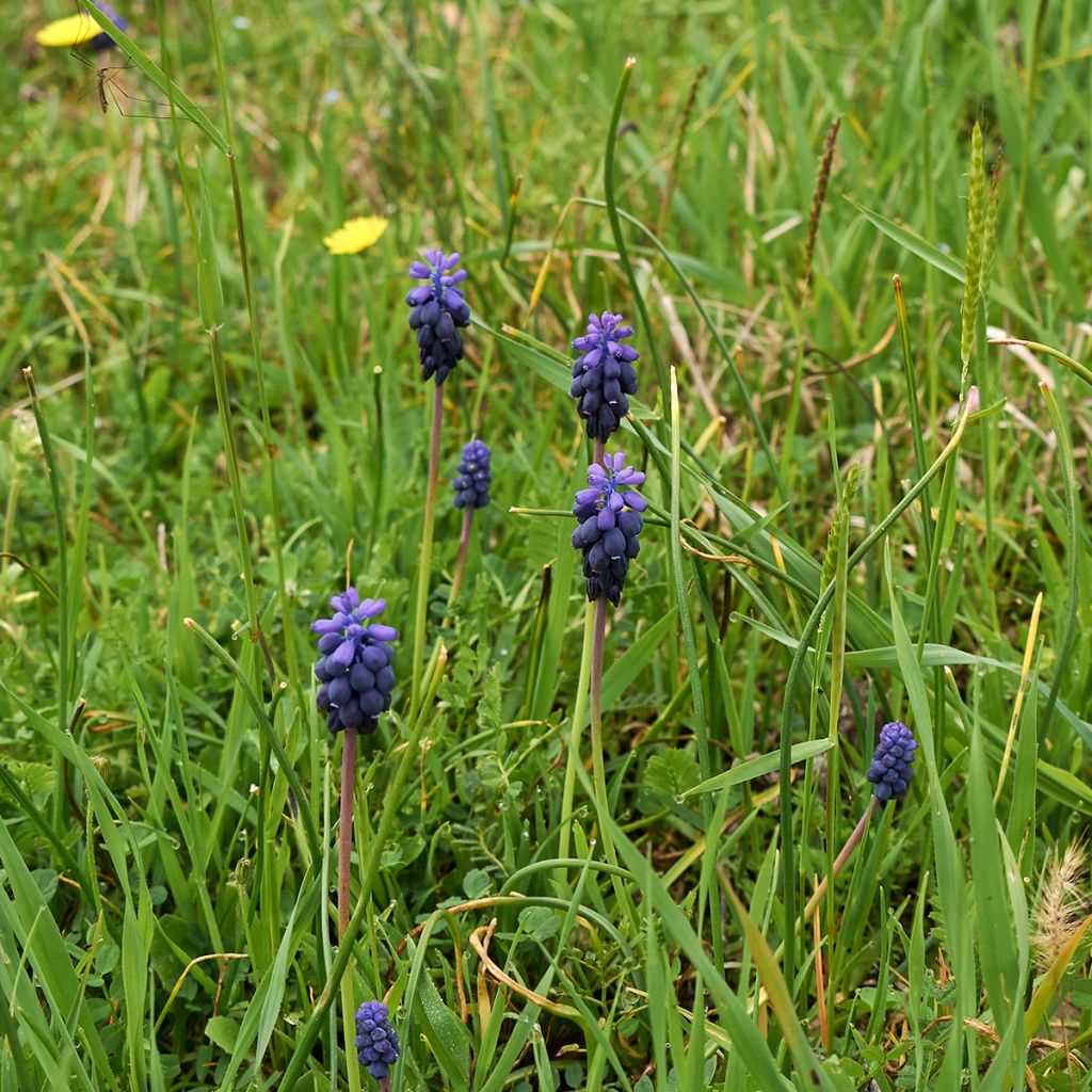Jacinto-dos-campos - Muscari neglectum