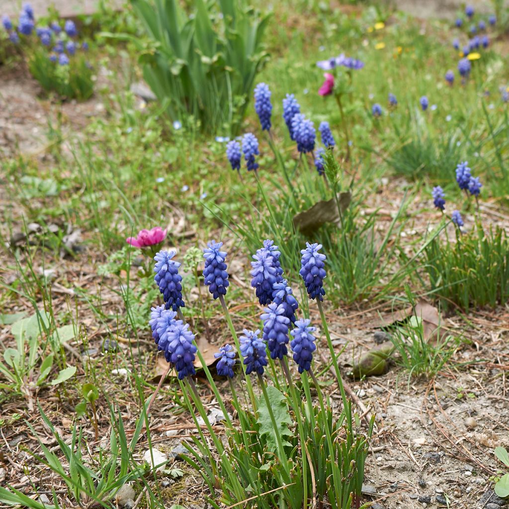 Jacinto-dos-campos - Muscari neglectum