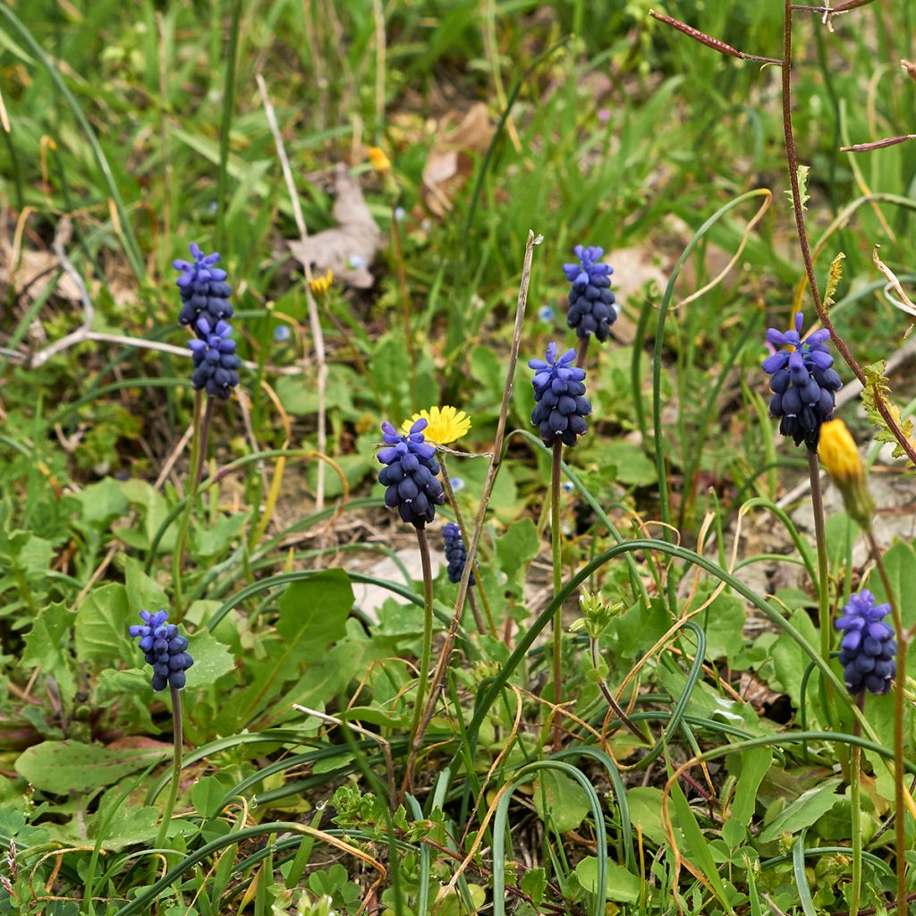 Jacinto-dos-campos - Muscari neglectum