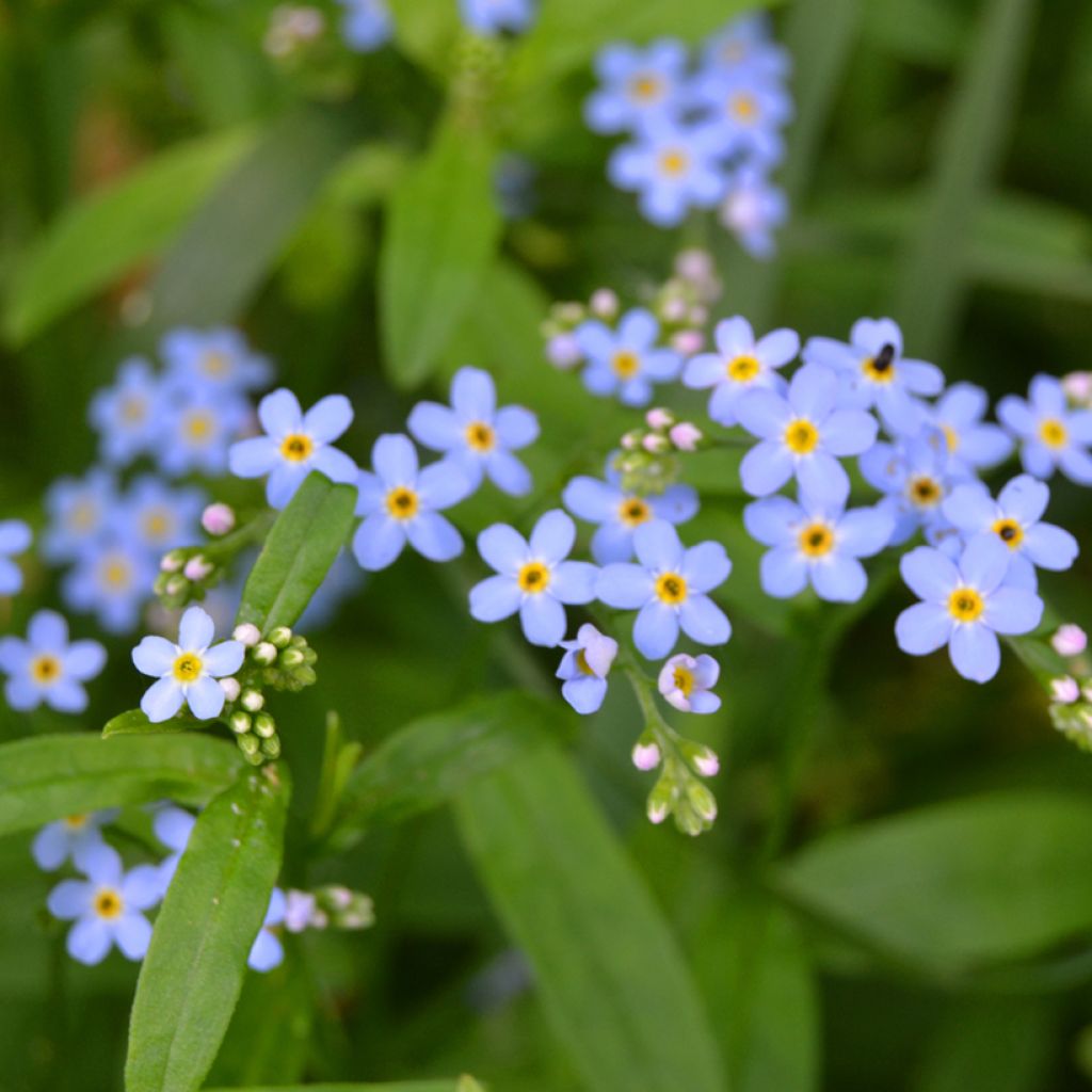 Myosotis scorpioides