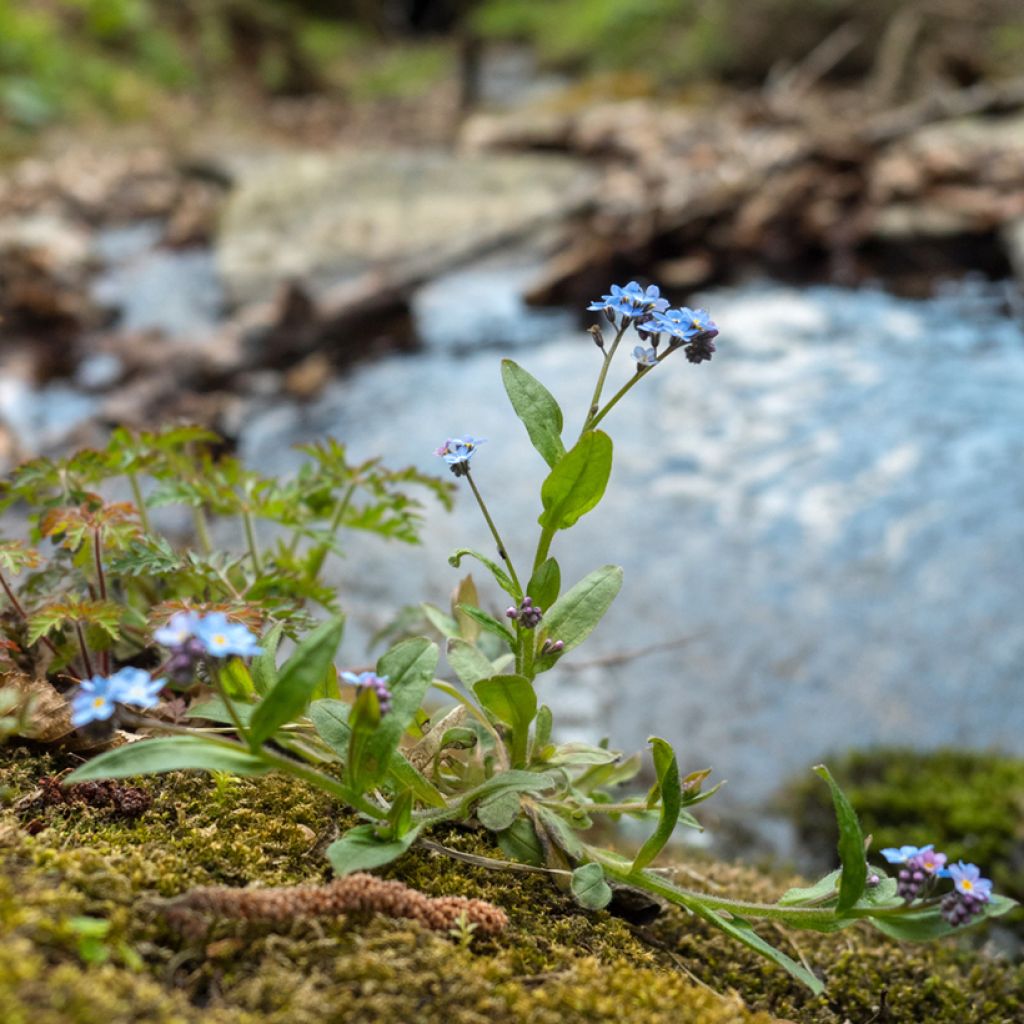 Myosotis scorpioides