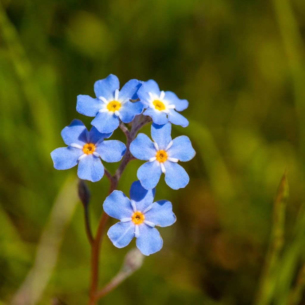 Myosotis scorpioides