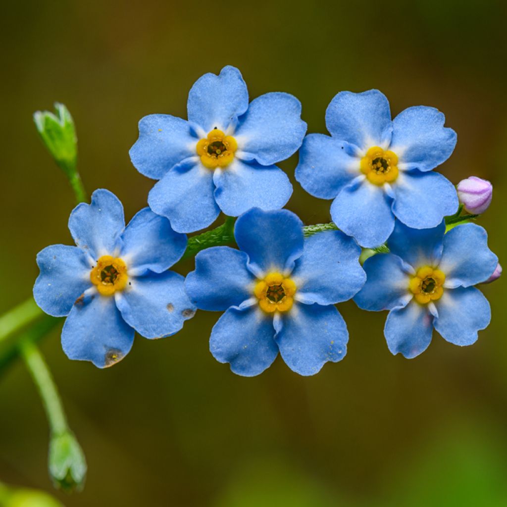 Myosotis scorpioides