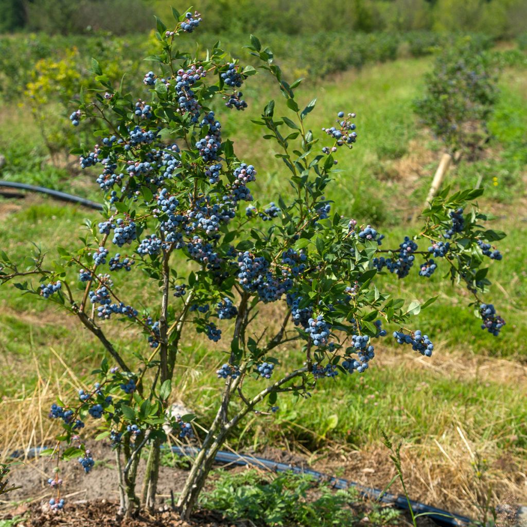 Myrtille d'Amérique - Vaccinium corymbosum North Blue