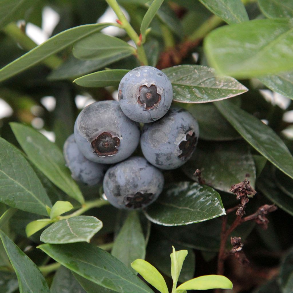 Mirtiloeiro Patriot biológico - Vaccinium corymbosum x myrtillus