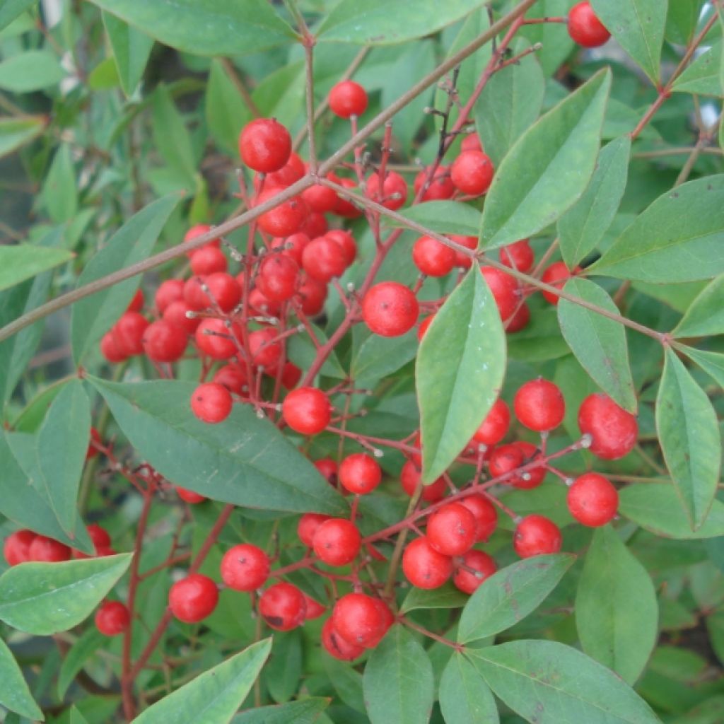 Nandina domestica - Bambu-sagrado