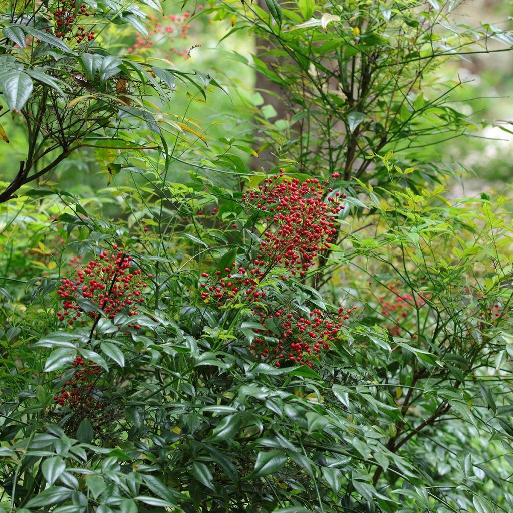 Nandina domestica - Bambu-sagrado