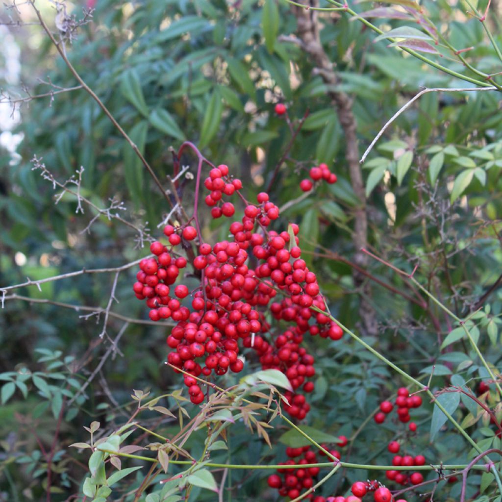 Nandina domestica - Bambu-sagrado
