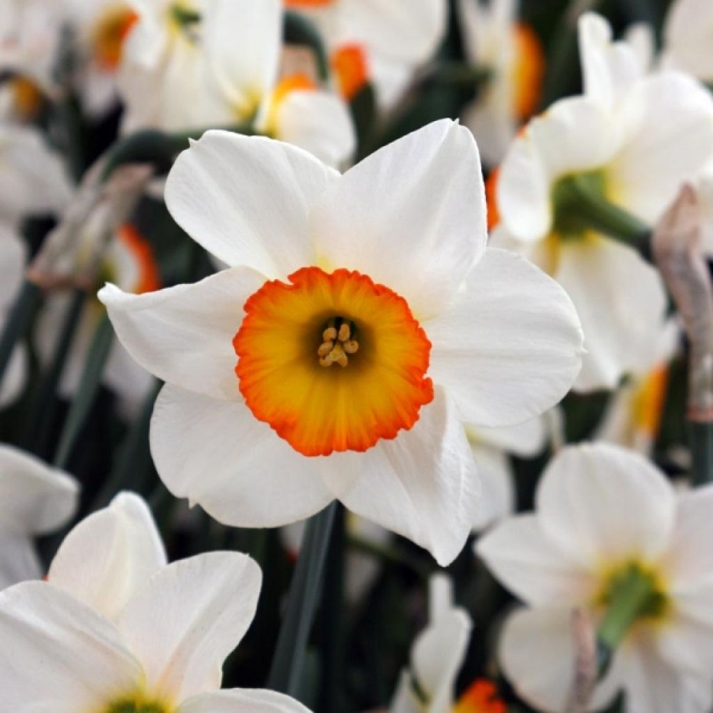 Narcisse Flower Record
